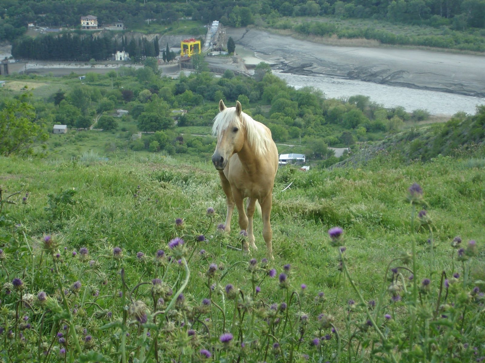 Ein Pferd am Hang, unten ein Fluss mit Staudamm.