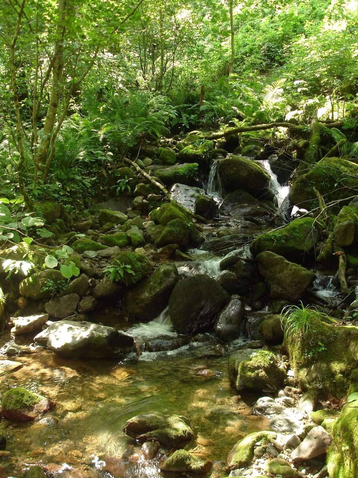 Ein Bach im Wald: Das Wasser ist auch bei Hitze kalt.