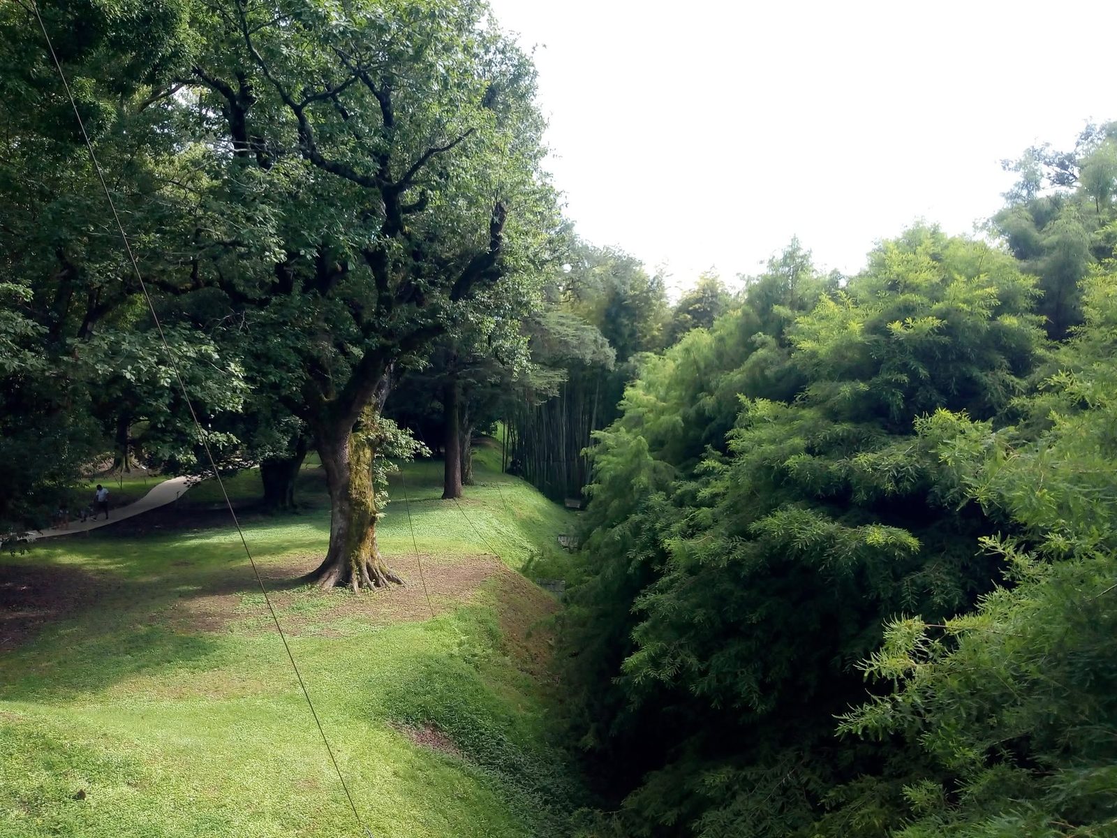 Alte Bäume in einem Park: Schatten und Stille.
