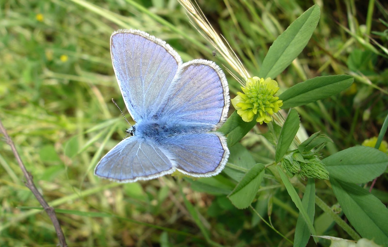Ein blauer Schmetterling sitzt auf einer Kleeblüte.
