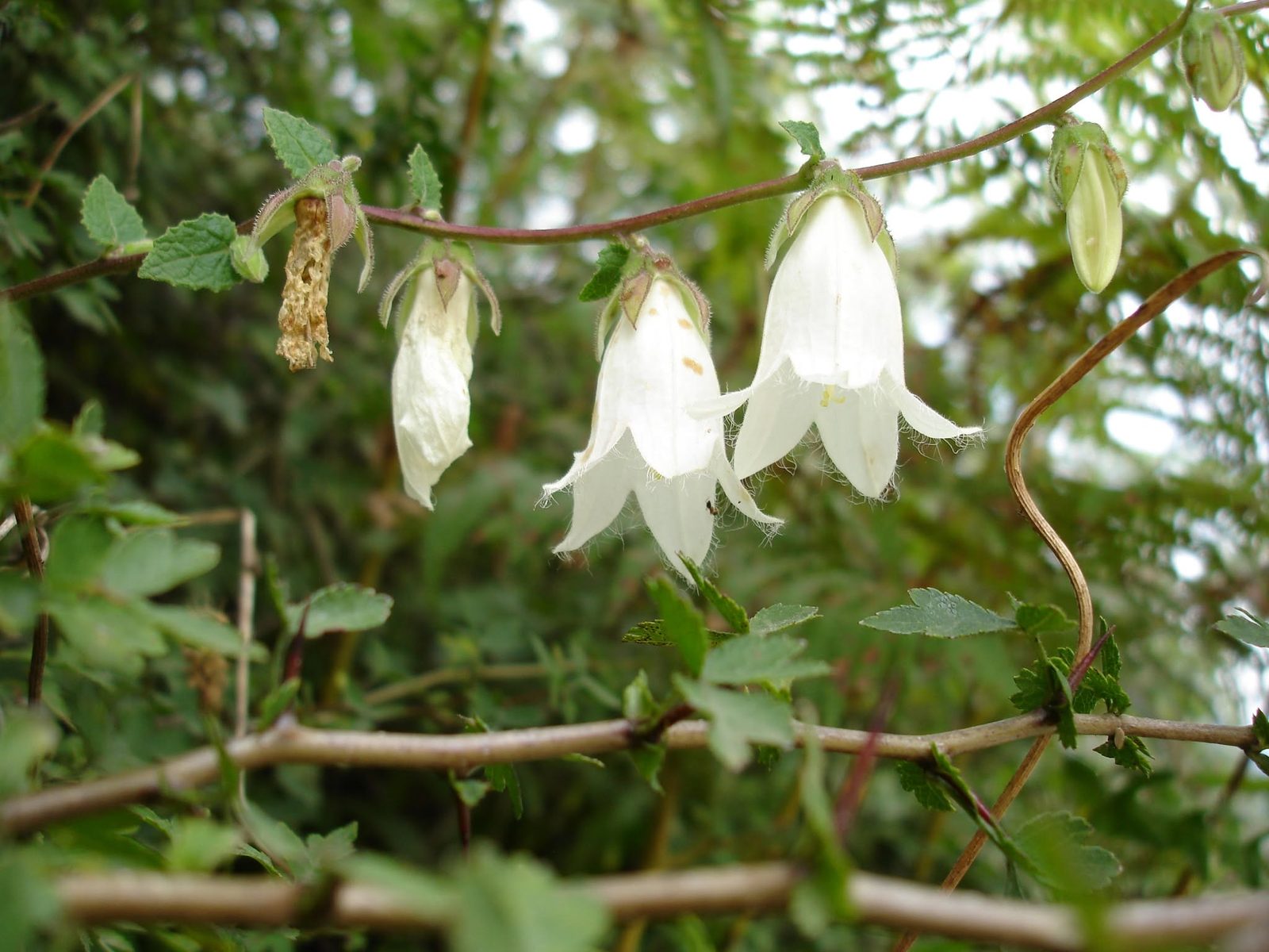 Weiße Glockenblumen an einem dünnen Zweig.