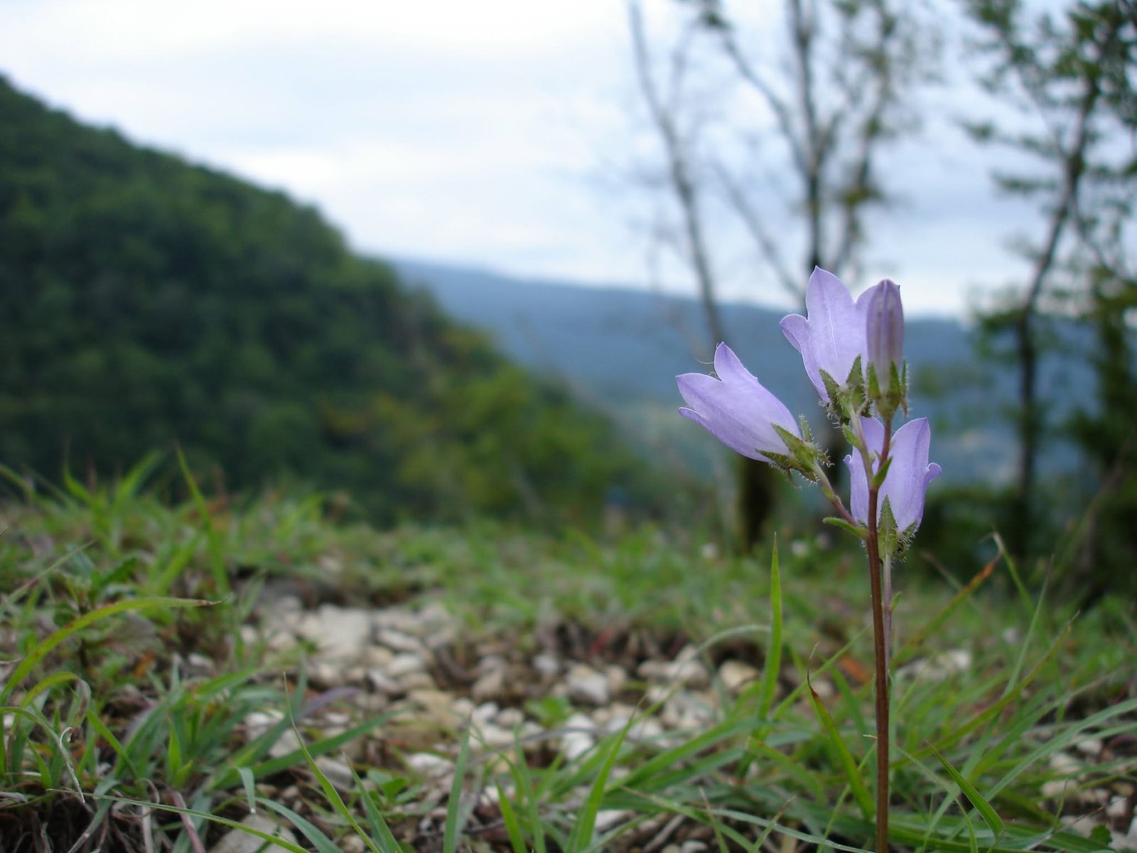 Eine einzelne Blume am Hang, dahinter verschwommene Hügel.