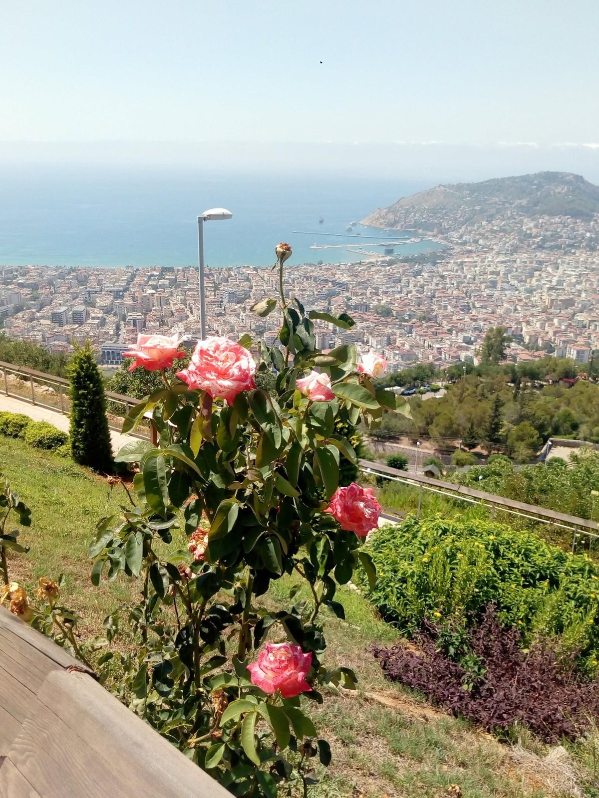 Die Stadt und die Bucht von oben, im Vordergrund ein Rosenstrauch.