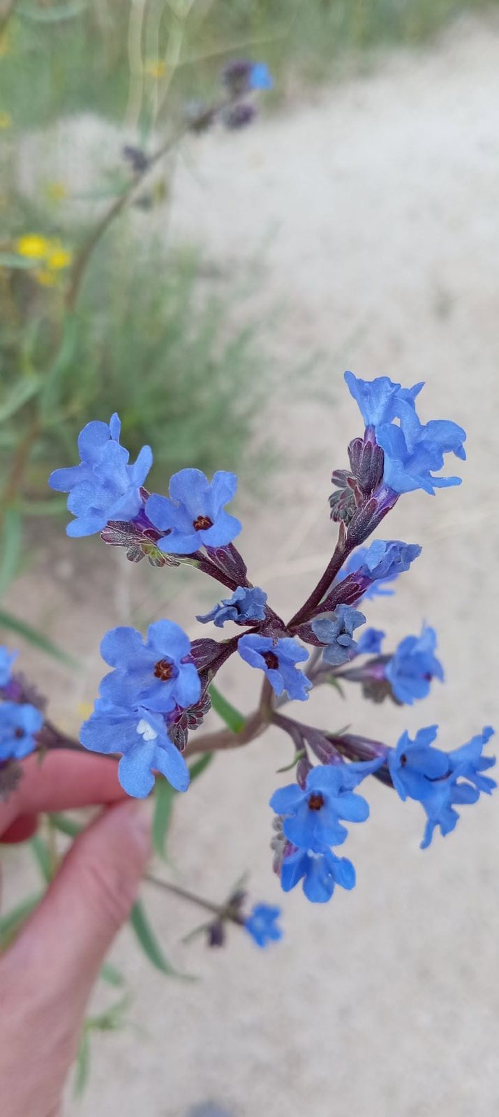 Kleine blaue Blumen am Weg: Man möchte sie aus der Nähe betrachten.