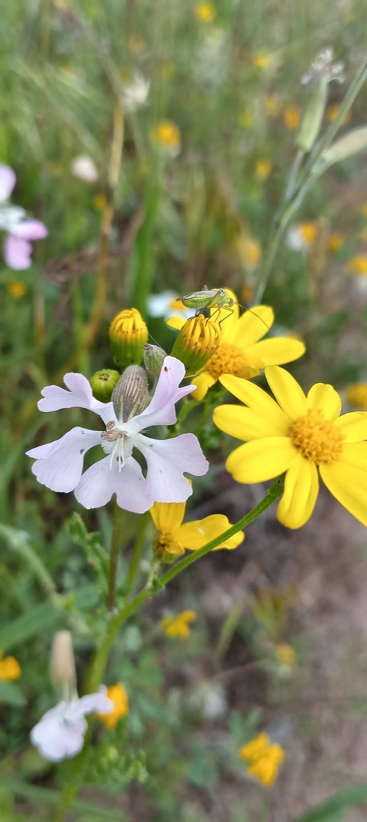 Eine Frühlingswiese: gelbe Margeriten und helle Blüten.